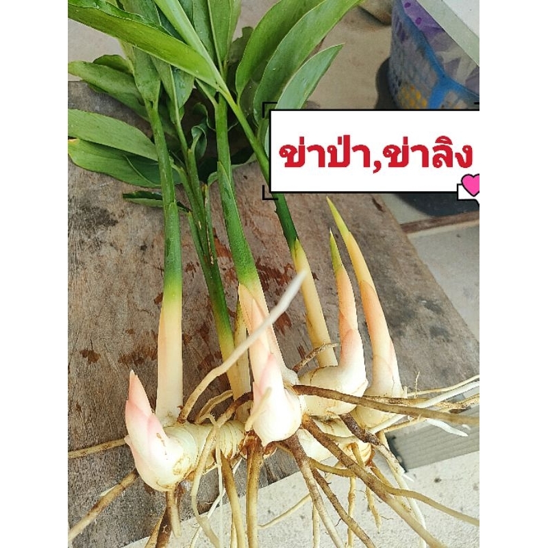 ข่าป่า,ข่าลิง ชุด 10 ต้น กลิ่นหอมเเรงดับกลิ่นคาวได้ดี รสเผ็ดร้อน รับประทานได้ทั้งหัวเเละดอก หัวพันธุ์สดพร้อมปลูก