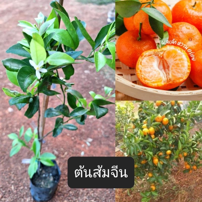 ต้นส้มจีน/เสียบยอด60-70ซม./ผลดกต้นเตี้ย รสหวานอร่อย