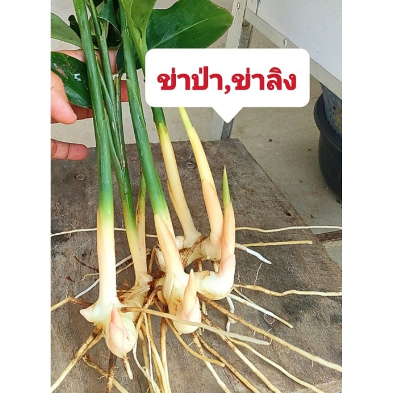 ข่าป่า,ข่าลิง  10 ต้น กลิ่นหอมเเรง รสเผ็ดร้อน รับประทานได้ทั้งหัวเเละดอก พร้อมปลูก