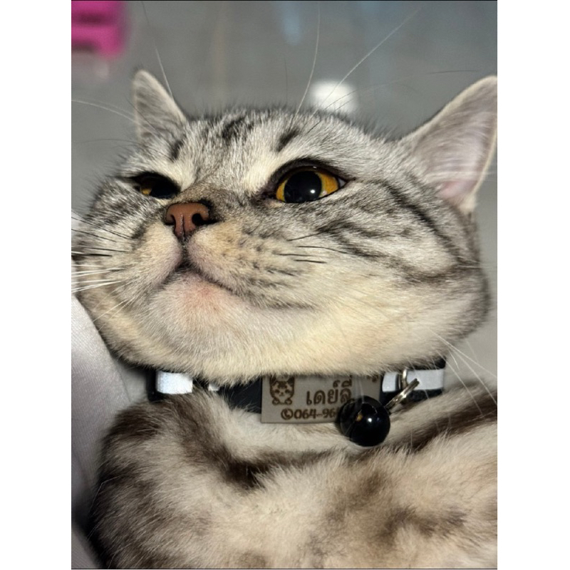 ป้ายชื่อแมว ❤️‍🔥แถมปลอกคอนิรภัยสะท้อนแสงพร้อมกระดิ่ง❤️‍🔥 สลักฟรี ป้ายชื่อถอดสวมได้👍🏻👍🏻 - รูปที่ 3