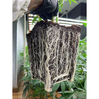 ส่งฟรี‼️ขุยมะพร้าว/มะพร้าวสับล้างสารแทนนิน (มีใบตรวจรับรองโลหะหนักและสารตกค้าง ec sodium📃🏆🏅Thaiworm cocoการันตีค่าec