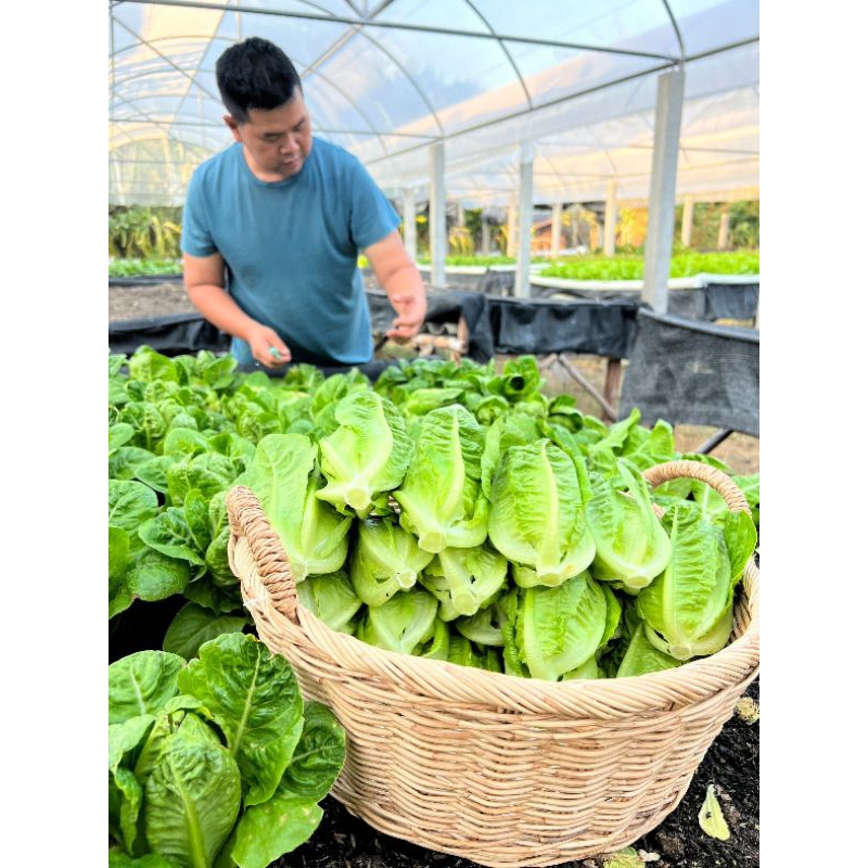 เมล็ดพันธุ์มินิคอส พันธุ์โครเวทรี อัตรางอกสูง เมล็ดพันธุ์คุณภาพ บรรจุ 300 เมล็ด - รูปที่ 4