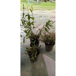 กล้วยไม้เอื้องมะลิ แบบกอ