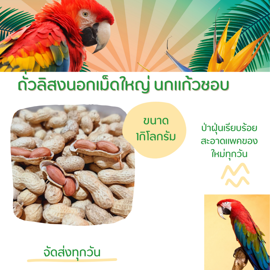 ถั่วลิสง 500 กรัม ของนอกเม็ดใหญ่ อาหารนกแก้ว เป็นอาหารหลัก เม็ดใหญ่