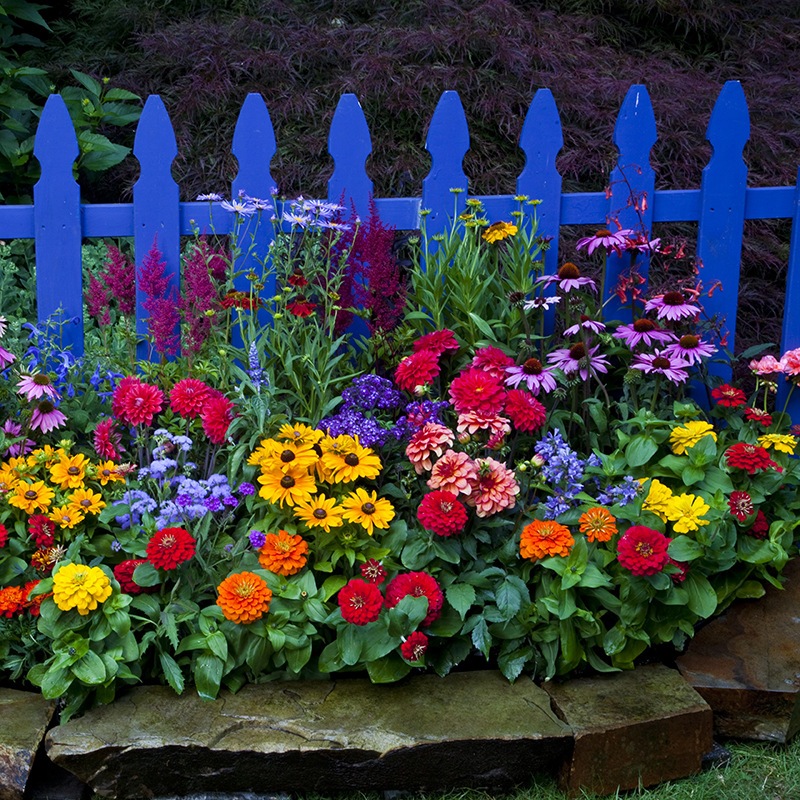 เมล็ดดอกไม้ป่า  300 เมล็ด แถม 100 เมล็ด คละพันธ์ุ Mixed Wildflower พันธุ์แท้ นำเข้าจากต่างประเทศ ถูกดี