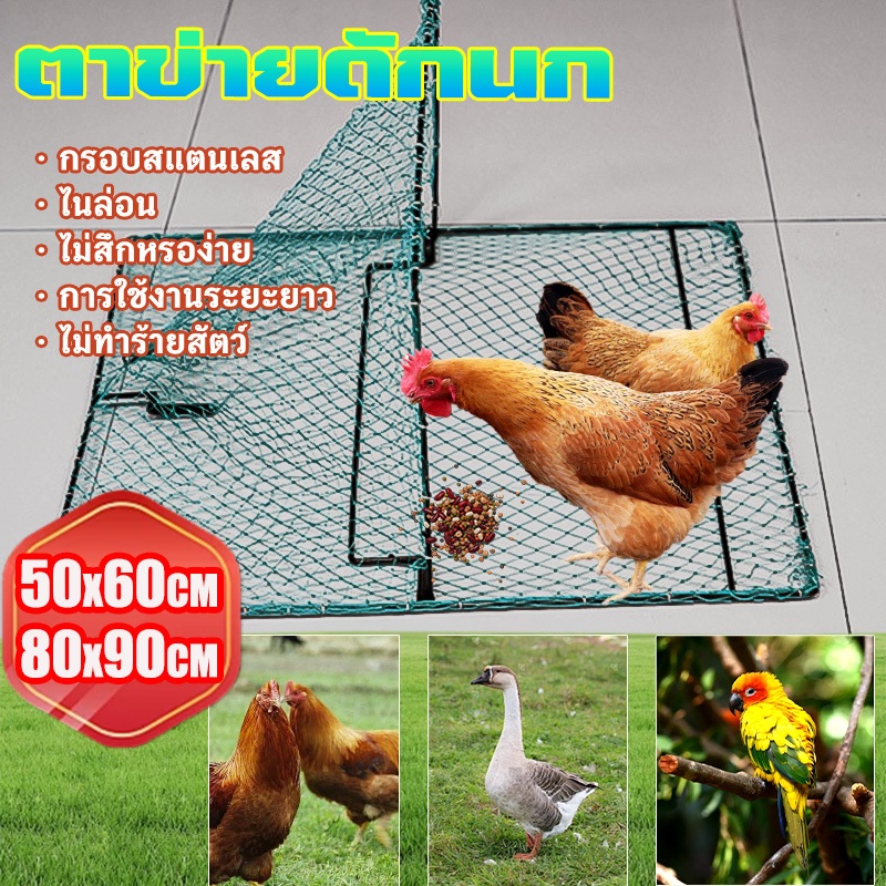 ที่ดักไก่ป่า กับดัก ไก่ กับดักนก กับดักแบบตาข่าย สี่เหลี่ยม กรอบสแตนเลส ไม่สึกหรอง่าย สปริงอย่างดี ตาข่ายในล่อน