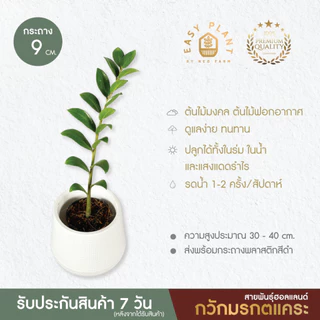 กวักมรกต แคระสายพันธุ์ฮอลแลนด์🪴ที่นี่ที่เดียว🪴ต้นไม้ฟอกอากาศ🪴ไม้มงคล🪴ไม้อึดทน -easyplant