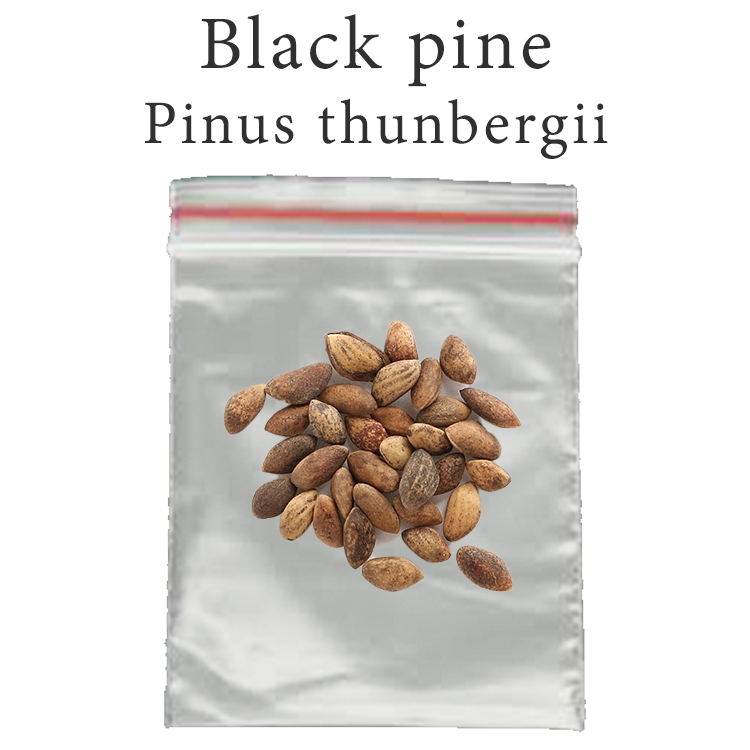 เมล็ดสน สนดำ Black Pine - Kuromatsu - Pinus thunbergii ร้านคนไทย บอนไซ