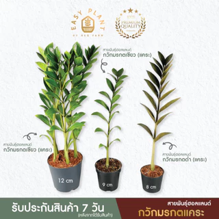 กวักมรกต แคระสายพันธุ์ฮอลแลนด์🪴ที่นี่ที่เดียว🪴ต้นไม้ฟอกอากาศ🪴ไม้มงคล🪴ไม้อึดทน -easyplant