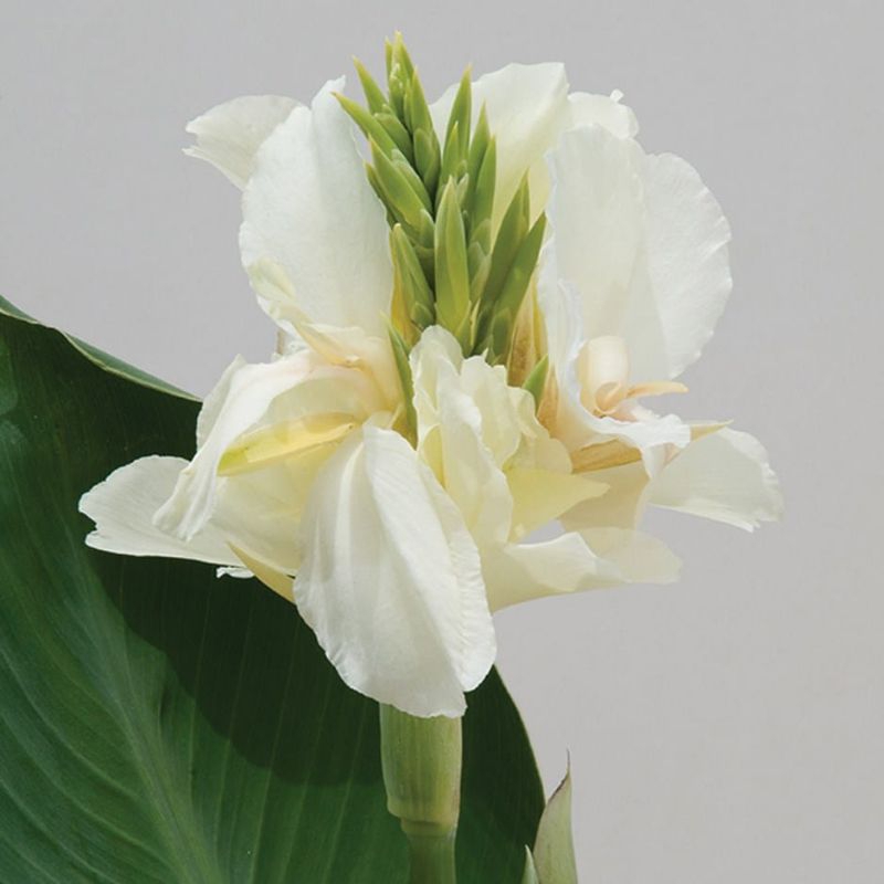 เมล็ดพันธุ์พุทธรักษาสีขาว