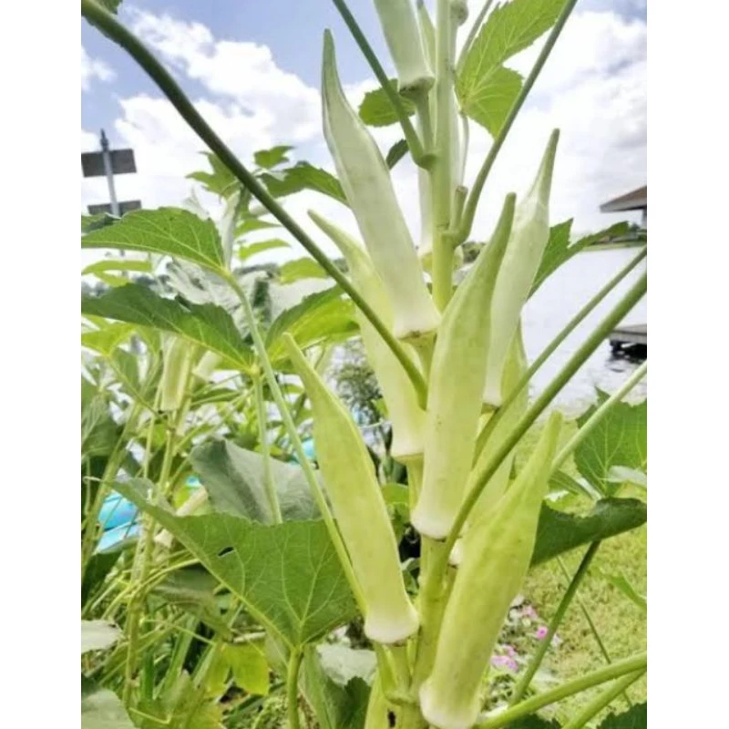 เมล็ดพันธุ์กระเจี๊ยบมอญขาว20เมล็ด