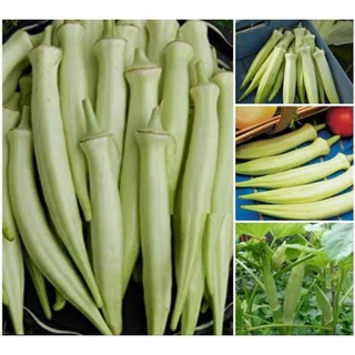 เมล็ดพันธุ์กระเจี๊ยบมอญขาว20เมล็ด