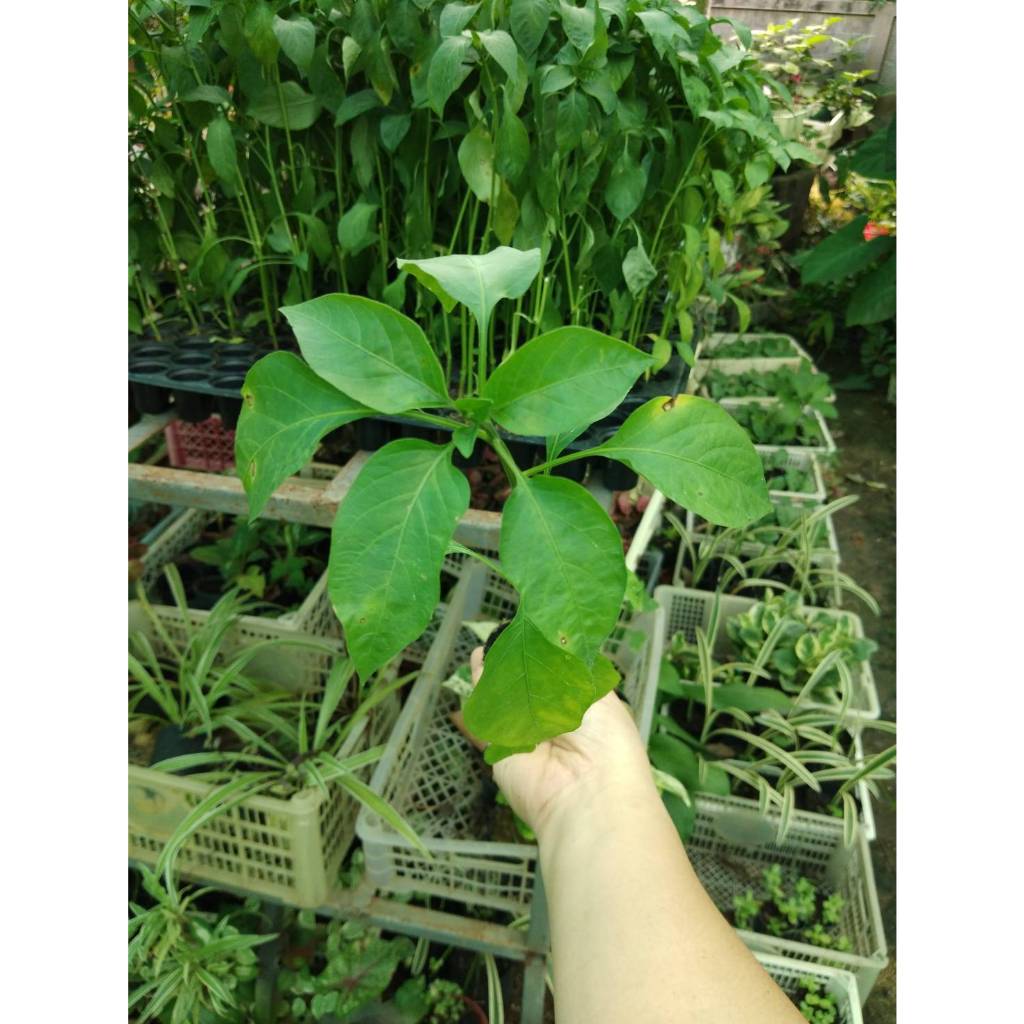 ต้นกล้า พริกหยวก พร้อมปลูก 100ต้น 250บาท  ส่ง แบบห่อตุ้ม ปลอดภัยไม่เสียหาย