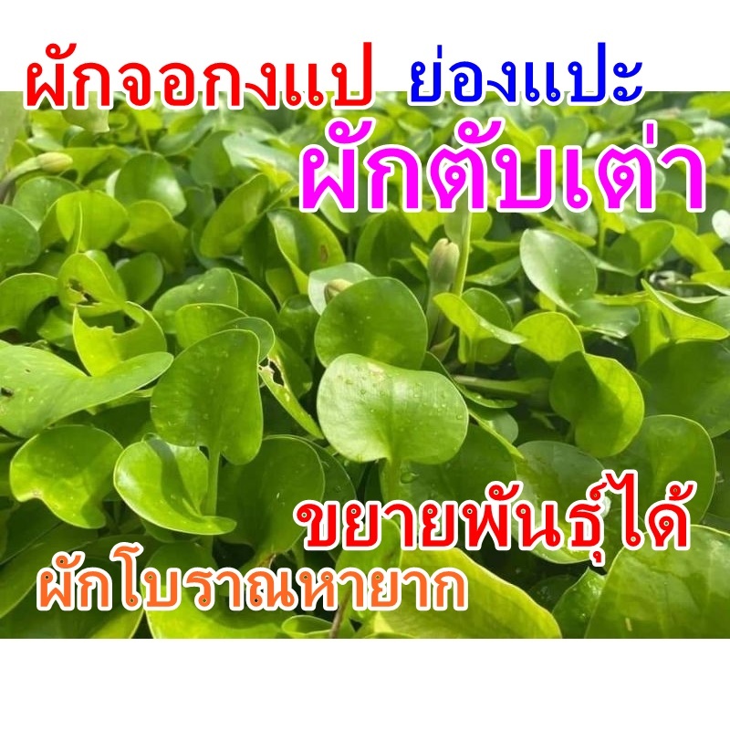 ผักแว่น ต้นพันธุ์สำหรับปลูก ลำต้นใหญ่ มีราก แก่ได้อายุ ปลูกติดไว ชุดละ30ต้น และผักย่องแปะ/ผักตับเต่า/ผักจองแปชุดละ10ต้น ราคา ถูกที่สุด ดีลบีเคเค แกลเลอรีภาพที่ 8