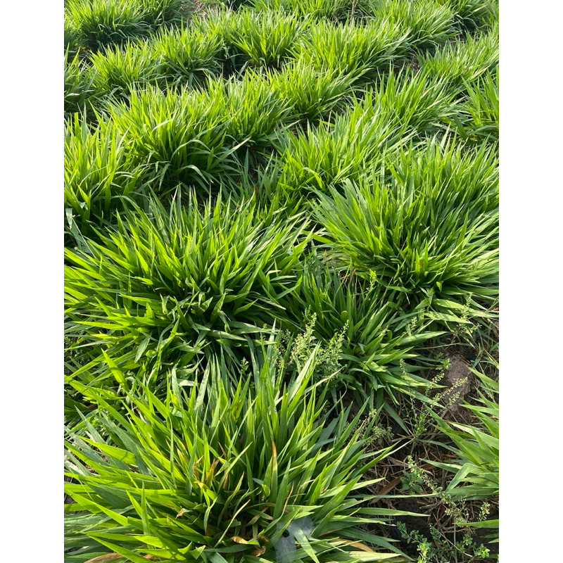 5 กิโลกรัม หญ้ามูลาโต้ 2 ต้นพันธุ์หญ้า🌱ไม่ใช่เมล็ดพันธุ์ เป็นต้นพันธุ์ บรรจุ 5 กิโลกรัมราคาถูก