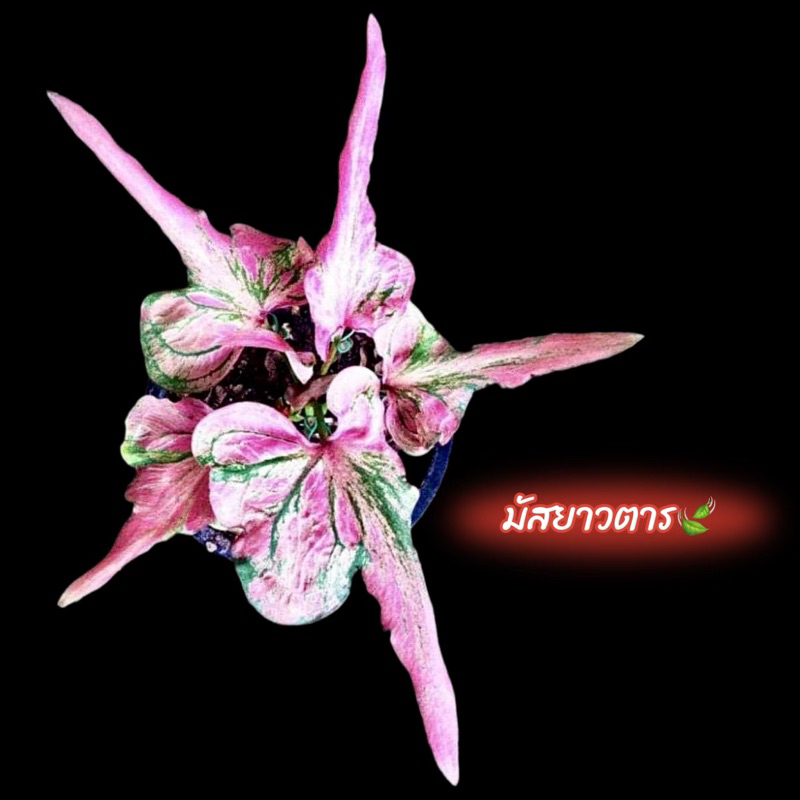 มัสยาวตาร บอนสี บอนใบยาวหายาก(จดชื่อใหม่)
