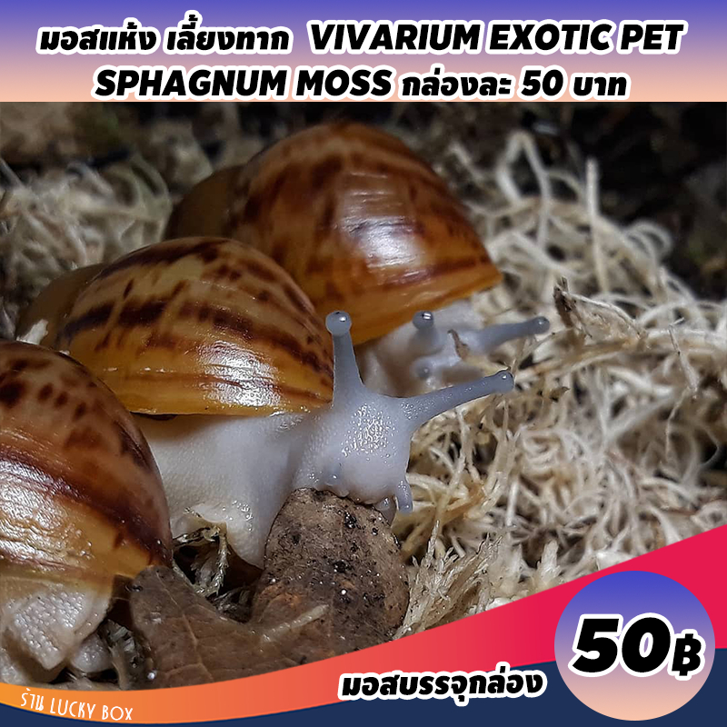 มอสแห้ง มอสเลี้ยงทาก หอยทาก  Vivarium Exotic pet สแฟ็กนั่มมอส กล่องละ 50 บาท