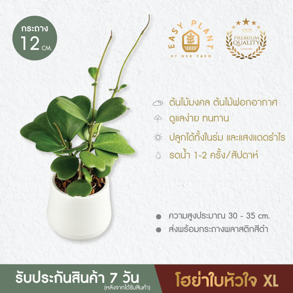 Hoya โฮย่าใบหัวใจ🪴โฮย่าหัวใจด่าง🪴หัวใจล้านดวง🪴หัวใจด่างชมพู🪴ต้นไม้น่ารัก🪴ต้นไม้ฟอกอากาศ🪴ไม้มงคล🪴ไม้อึดทน  - easyplant