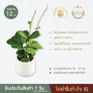 Hoya โฮย่าใบหัวใจ🪴โฮย่าหัวใจด่าง🪴หัวใจล้านดวง🪴หัวใจด่างชมพู🪴…