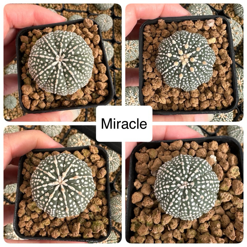 Miracle 01 - Astro Mi x Mi, Cactus แคคตัส แอสโตร มิราเคิล