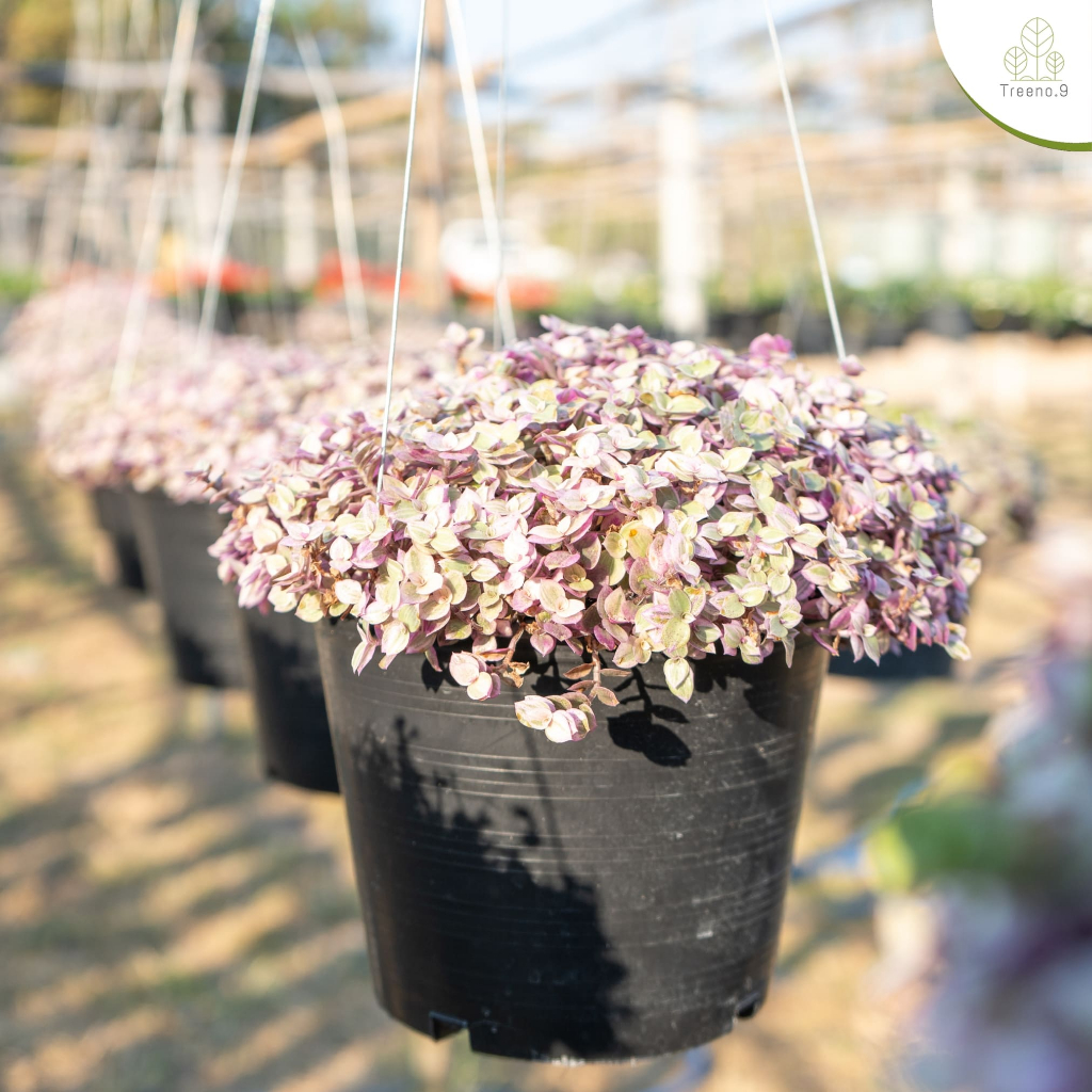 Treeno.9 T89 ริบบิ้นชาลี (Callisia repens) ล๊อตใหม่ต้นใหญ่กว่าเดิม กระถาง 8 นิ้ว สูง 20-30 cm ไม้ประ