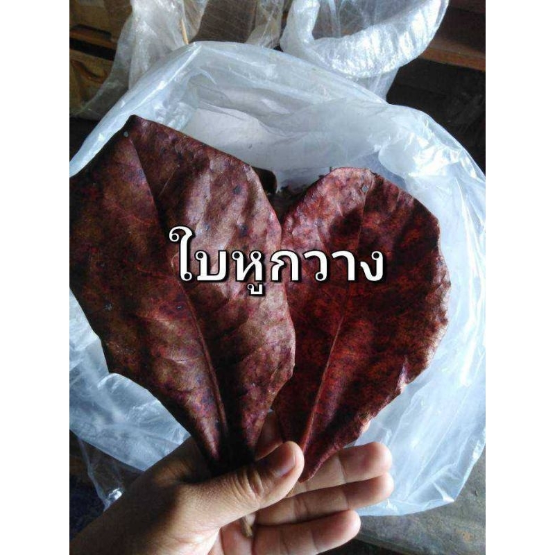 ใบหูกวางสำหรับตู้ปลาสวยงามใบละ2฿