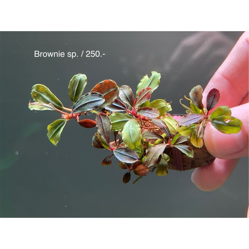 🍀Bucephalandra “Brownie sp.”