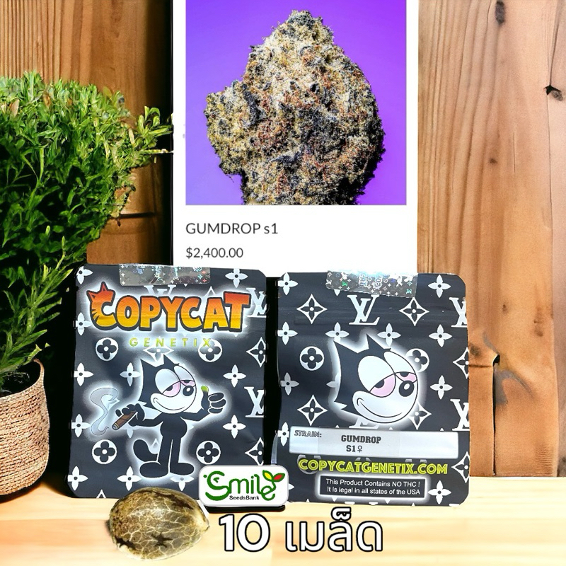 เมล็ดกัญชา Gumdrop S1 (Fem) - Copycat Genetix