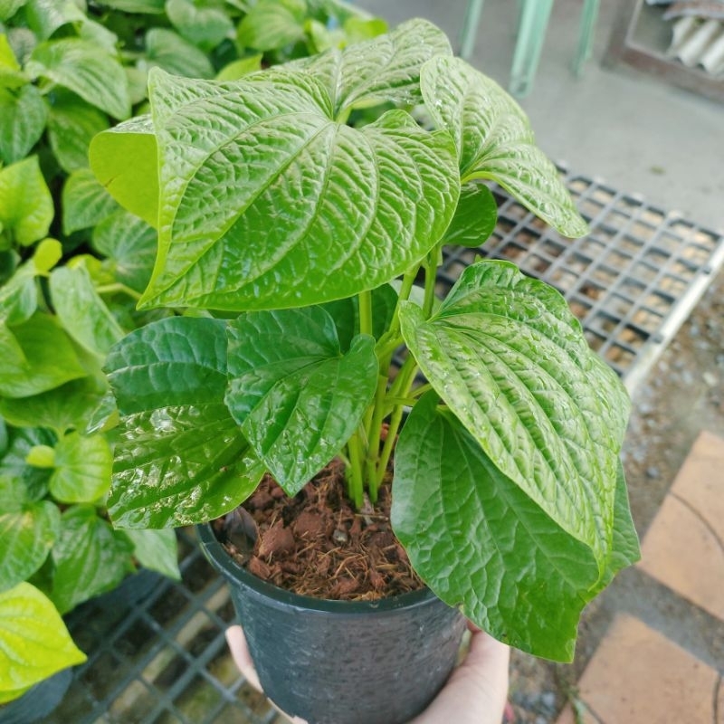 ต้นชะพลู ใส่กระถาง 6 นิ้ว ปลูกในร่ม โตง่าย