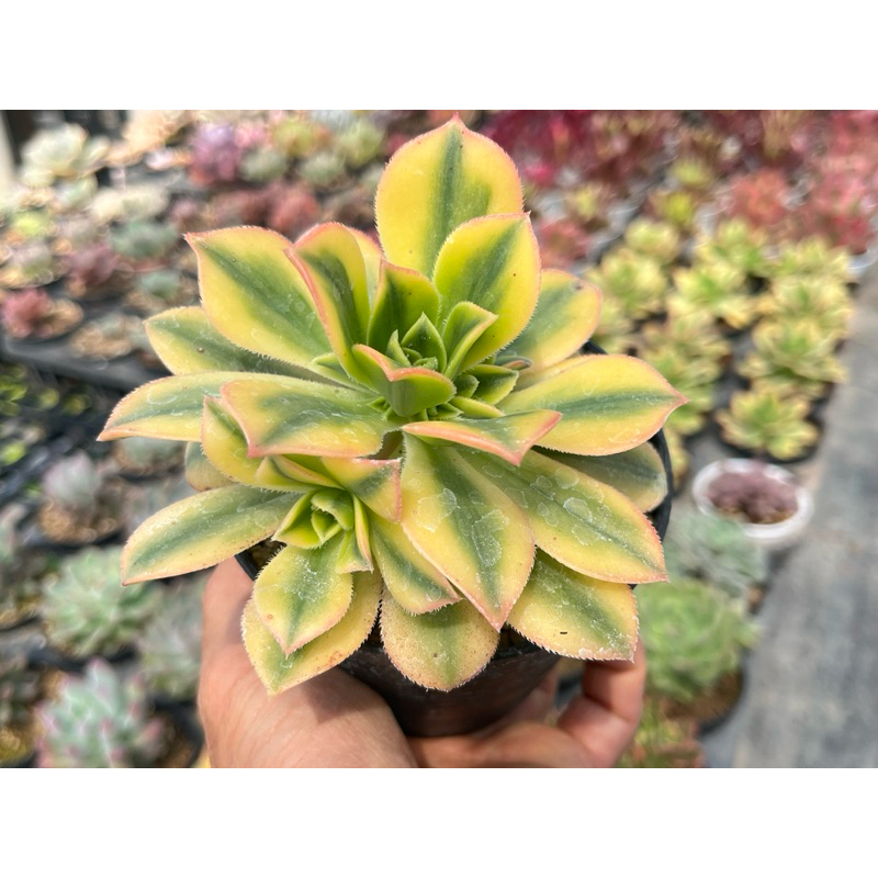 Aeonium Starburst ไม้อวบนำ้ น่ารักๆ กระถาง 4 นิ้ว