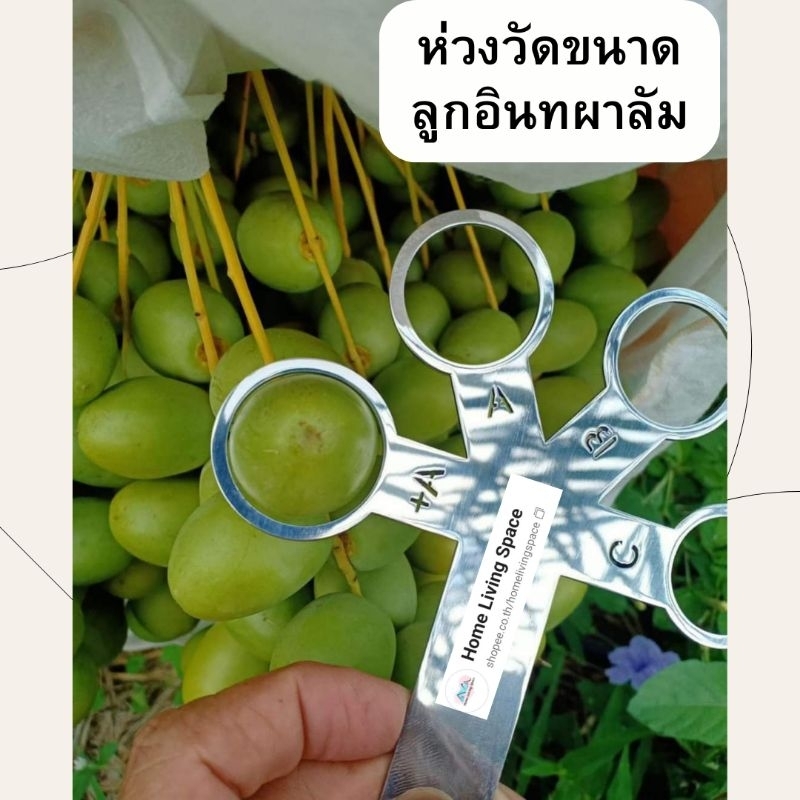 ห่วงวัดขนาดอินทผาลัม สำหรับวัดขนาดผลอินทผาลัมสด สายพันธุ์บาฮีจากแสตนเลสอย่างดี