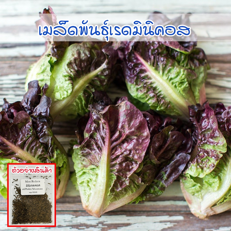 เมล็ดพันธุ์ผักสลัด เรดมินิคอส ออแกนิค ปลูกง่ายโตเร็ว 90-200 เมล็ด (10 เเถม 1 คละได้)