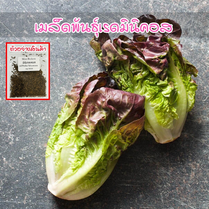 เมล็ดพันธุ์เรดมินิคอส  90-200 เมล็ด ปลูกง่าย โตไว (10 เเถม 1 คละได้)