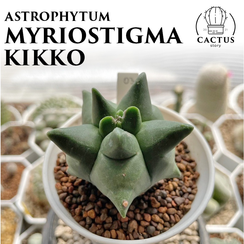 🐝Astrophytum Myriostigma Kikko🐝 ไม้เมล็ด แหลมๆ (อัพเดท 28/03/67)