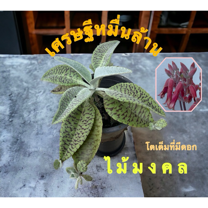ต้นเศรษฐีหมื่นล้าน ต้นไม้มงคล ส่งต้นจริง แถมฟรี ชุดปุ๋ย1ชุด