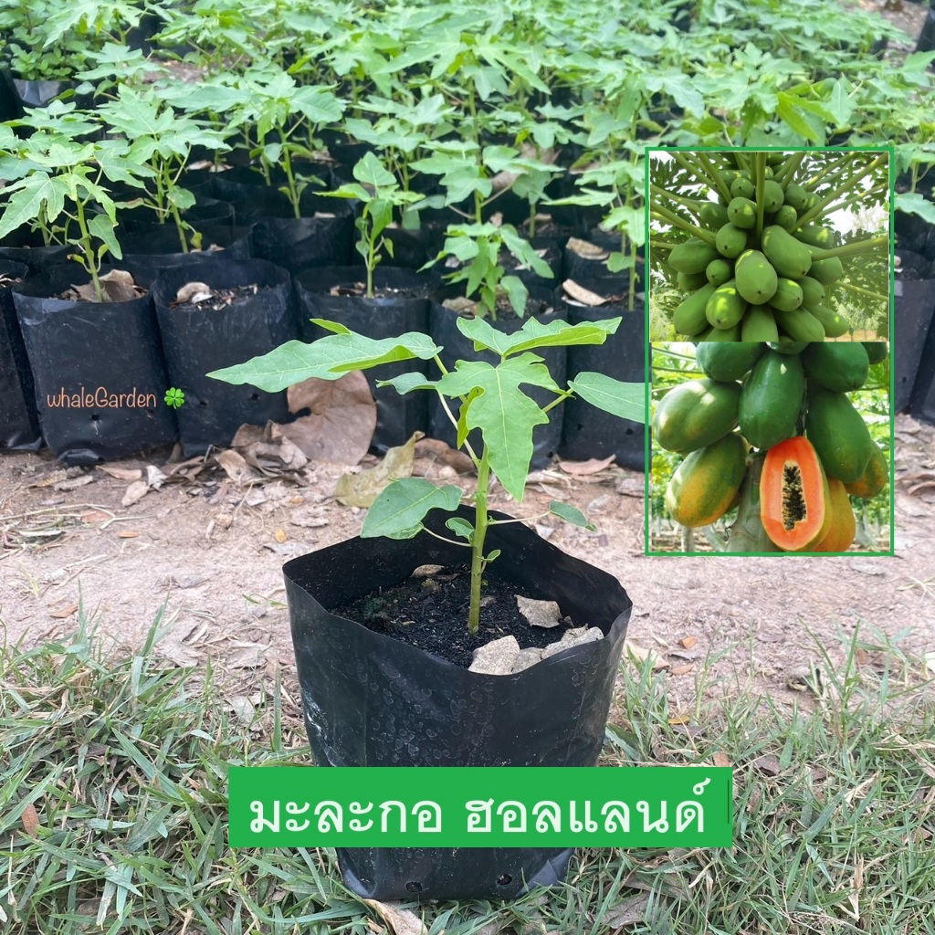 ต้นมะละกอ พันธุ์ มะละกอฮอลแลนด์ (Holland Papaya) มะละกอ ต้นเตี้ย ผลดก (รับประกัน ส่งใหม่ฟรี หากสินค้าเเสียหาย!!)
