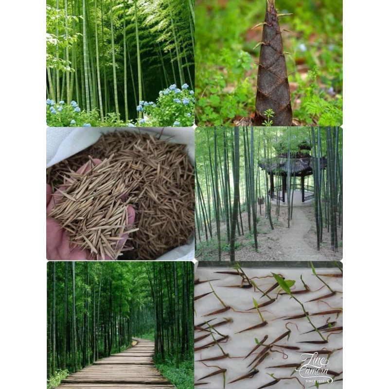 มาแล้วจ้าเมล็ดไผ่โมโซ  (moso bamboo) เป็นไผ่ลำเดียว จะไม่ขึ้นเป็นกอ หน่อจะขึ้นห่างกับต้นแม่ประมาณ 1 