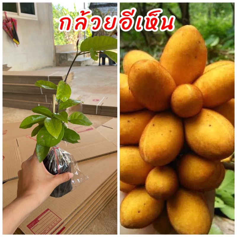 ต้นกล้วยเห็น หรือ กล้วยอีเห็น หรือหมากนมแมว ผลไม้ป่าหายาก ติดผลดก กลิ่นหอม ปลูกง่าย