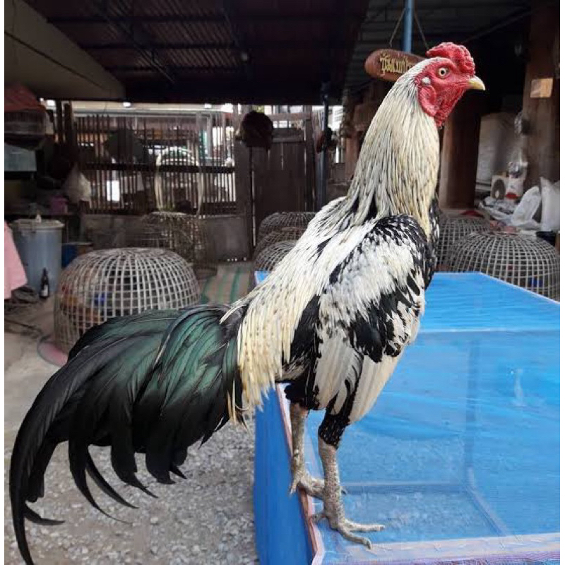 ไข่เชื้อ ไก่ชน พ่อพม่า-แม่พม่า ลูกหลาน “เพชรบ่อหลอย” เมือง กาญจนบุรี มีชื่อเสียง