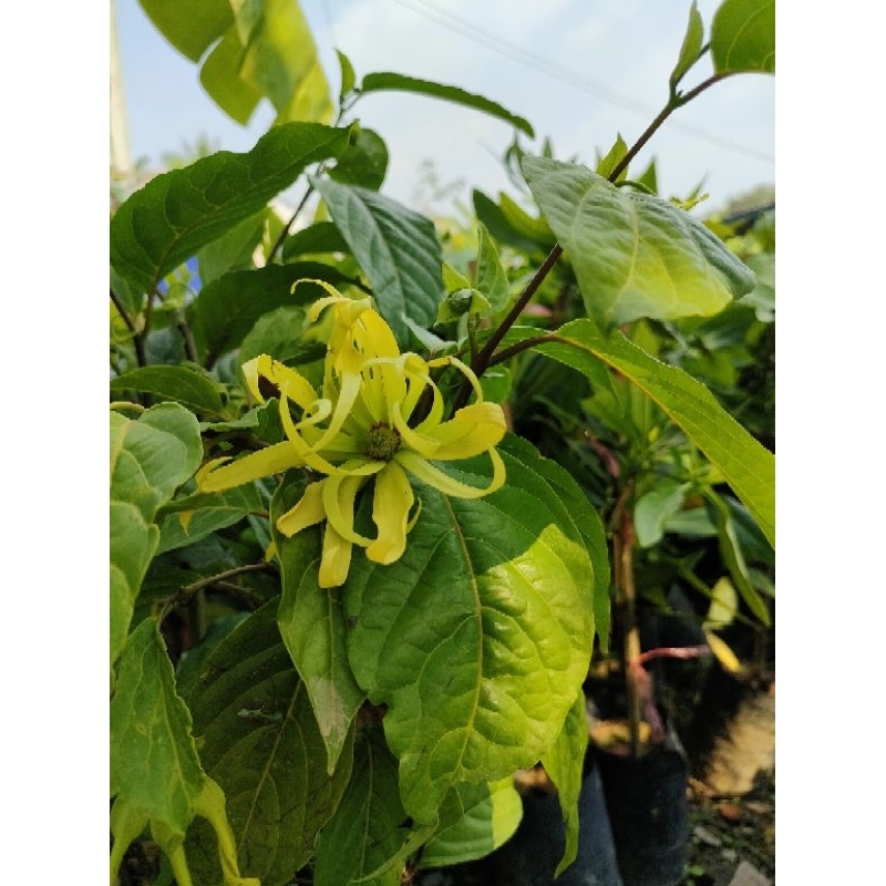 กระดังงาสงขลา(Cananga odorata var. fruticosa) ดอกหอม ต้นแข็งแรงสวยพร้อมปลูก