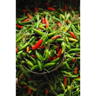 🌶️เมล็ดพริกขี้หนูสวน 30 เมล็ด (5แถม1คละได้)