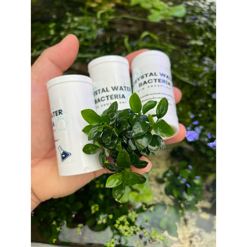 Crystal water bacteria แบคทีเรียกำจัดของเสียในน้ำ สร้างระบบนิเวศน์