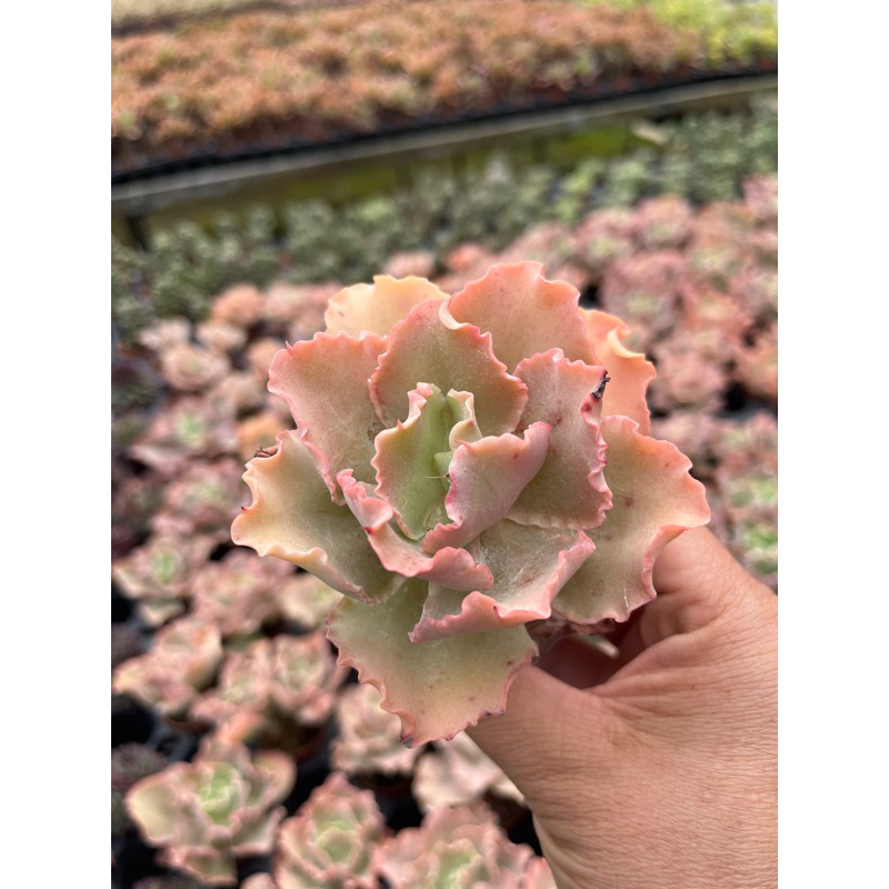 Echeveria Crinoline Ruffles