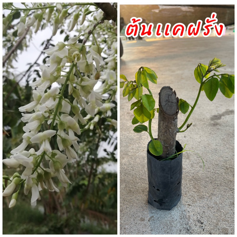 ต้นแคฝรั่ง ดอกสีขาว ปักชำ ดอกสามารถนำมารับประทานได้ ลวกกินกับน้ำพริก ต้นสวยแข็งแรง ปลูกง่ายโตไว ปลูกได้ทุกสภาพดิน