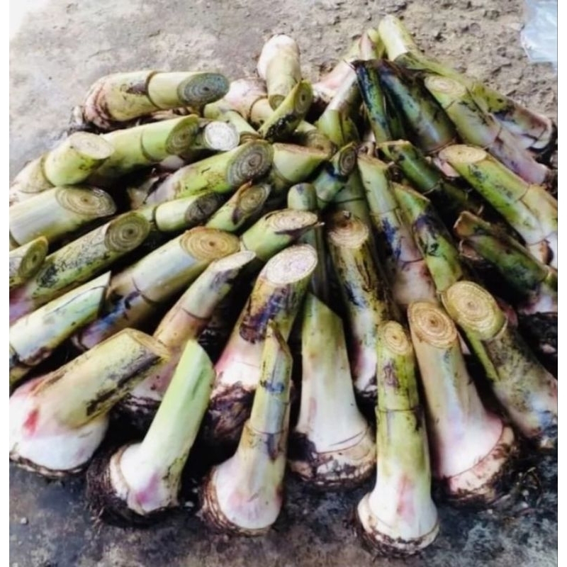 หน่อกล้วยหอมทอง(ท่ายาง) เพชรบุรี แท้ 100%