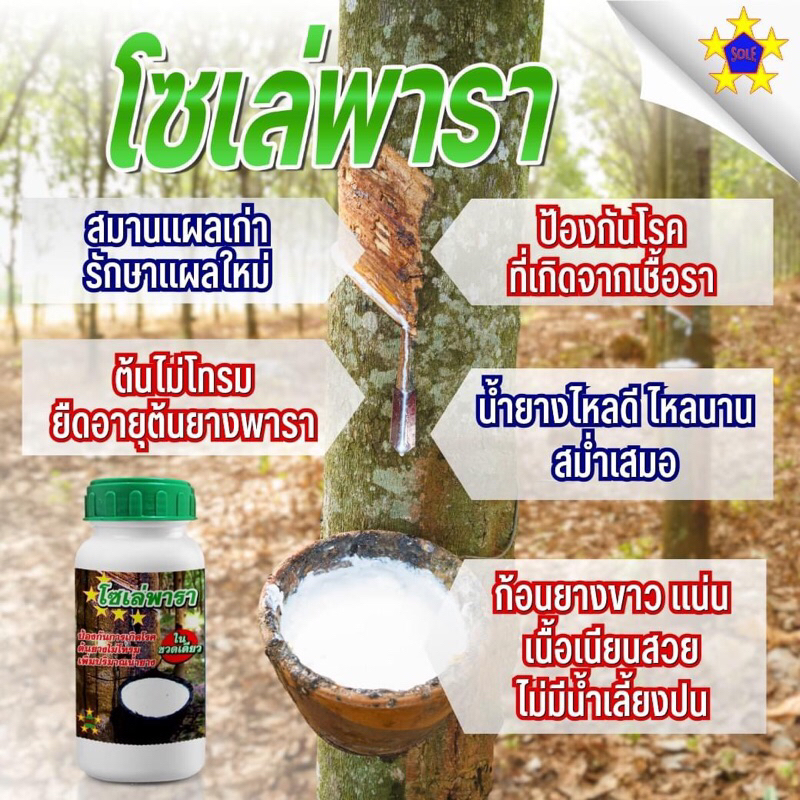 โซเล่พารา สารเพิ่มน้ำยาง ทาหน้ายาง สมานแผลเก่า รักษาแผลใหม่ ยางสวย ไม่มีน้ำเลี้ยง