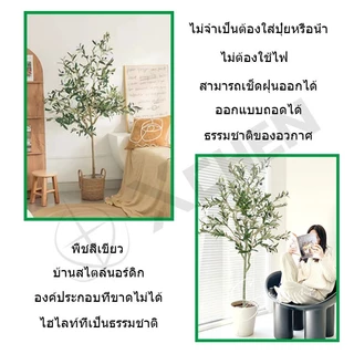 【สั่งแล้วฟรีกระถางดอกไม้ 】ต้นโอลีฟ ต้นมะกอกปลอม ของตกแต่งในร่ม ลำต้นสีน้ำตาลเหมือนของจริง ต้นไม้ปลอมใหญ่