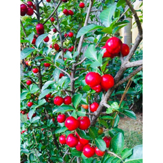 ต้นเชอรี่หวานไทย เชอรี่  (กิ่งตอน) สูง 60 -70 ซม 🍒 พร้อมลงปล…