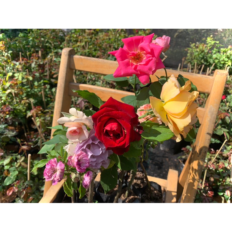 กุหลาบ ในถุงชำ 1️⃣ ชุด ได้ 4️⃣ ต้น (คละสี) เหมาะแก่ผู้ที่รักและชอบปลูกหลายๆต้น 💥 พันธุ์ดอกใหญ่ มีหลายสี