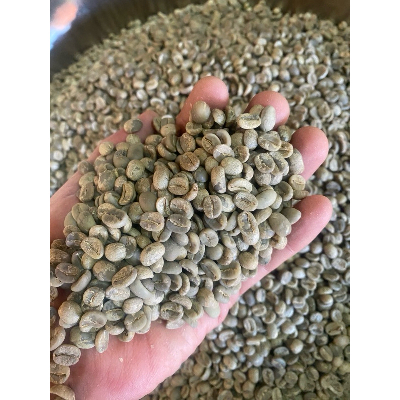 สารกาแฟใหม่เทพเสร็จ-washed-Aคัดมือ ปี66-67